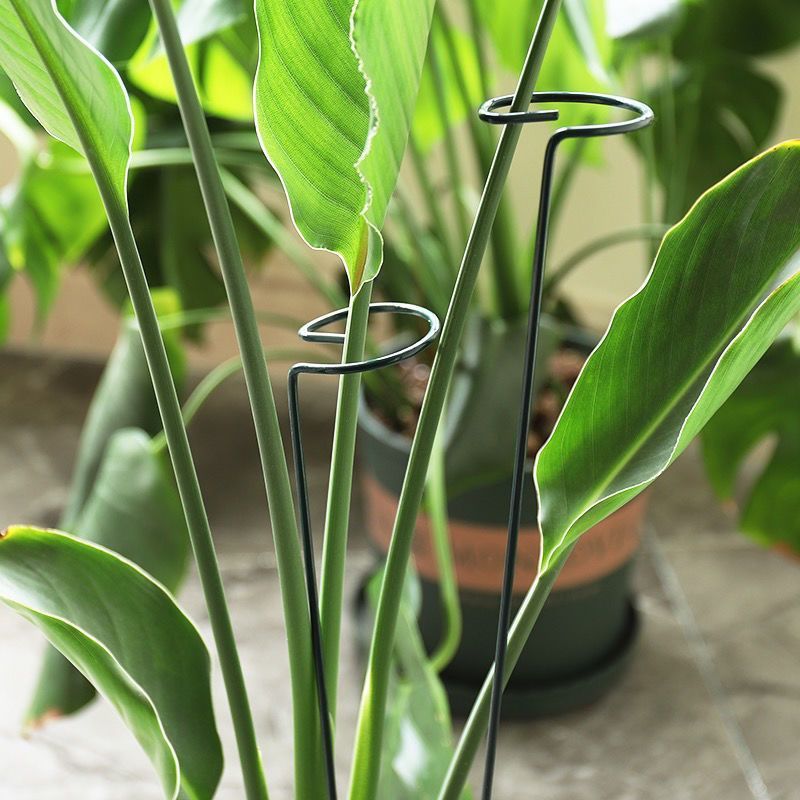 1/10pcs Garden Support Stake R - Supply For Florist review and price